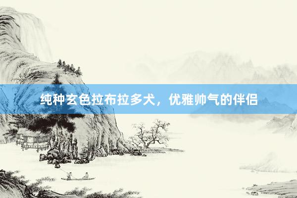 纯种玄色拉布拉多犬，优雅帅气的伴侣